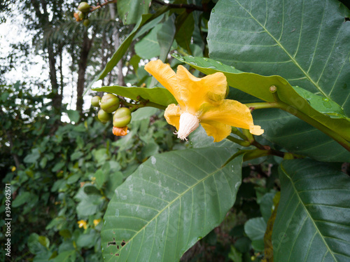 Yellow flower among Giant Highland breadfruit tree leaves, a fig tree from Papua New Guinea (Ficus dammaropsis or Kapiak)/ photo