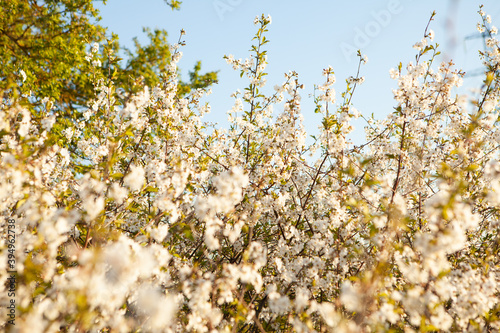 Cherry blossom. Spring bloom. Flowers on a tree