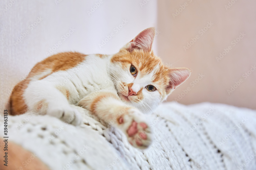 Lovely cute red cat is resting on a knitted white blanket on the sofa in the room. Pet, a young cat in the winter in the house. Lovely cute red cat is resting on a knitted white blanket on the sofa in the room. Pet, a young cat in the winter in the house.