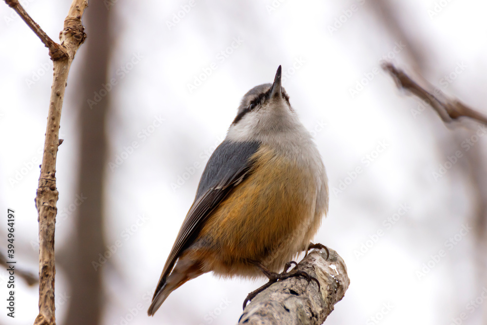 Fototapeta premium Nuthatch (Sitta europaea) sits on a tree branch.