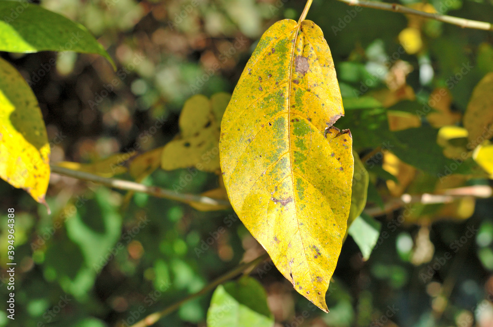 Obraz premium 黄色に色づく