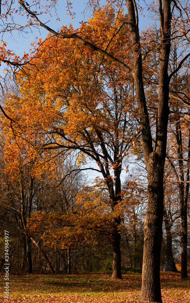 Autumn landscape. A corner of the park with huge trees in yellow-brown leaves against a bright autumn sky. Autumn landscape. A corner of the park with huge trees in yellow-brown leaves against a bright autumn sky.