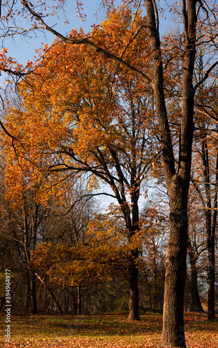  Autumn landscape. A corner of the park with huge trees in yellow-brown leaves against a bright autumn sky.