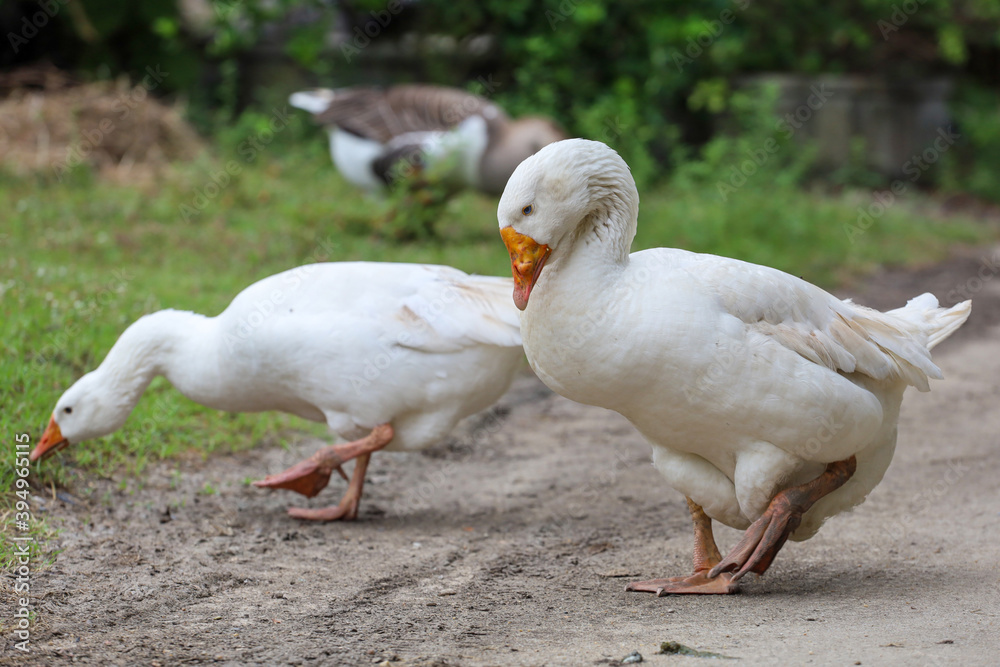 White female goose is stay in nature farm garden at thailand White female goose is stay in nature farm garden at thailand