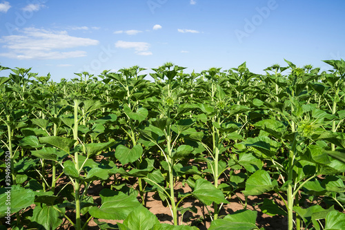 field with green sunflowers against the sky