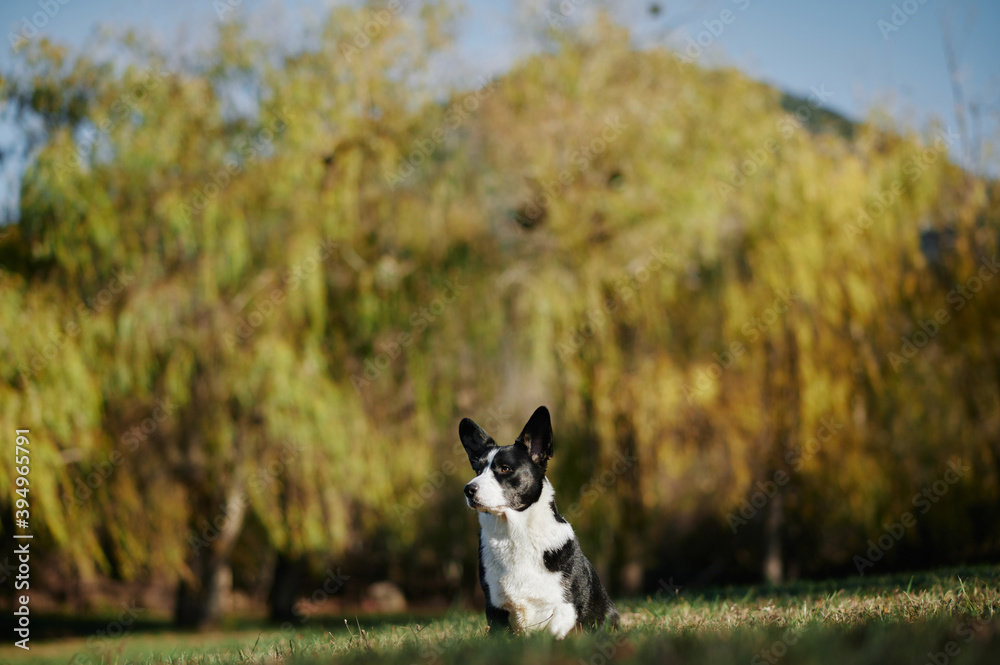 Cardigan welsh corgi is sitting at the autumn nature view. Happy breed dog outdoors. Little black and white shepherd dog.