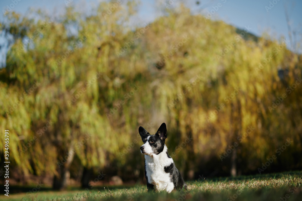 Cardigan welsh corgi is sitting at the autumn nature view. Happy breed dog outdoors. Little black and white shepherd dog. Cardigan welsh corgi is sitting at the autumn nature view. Happy breed dog outdoors. Little black and white shepherd dog.