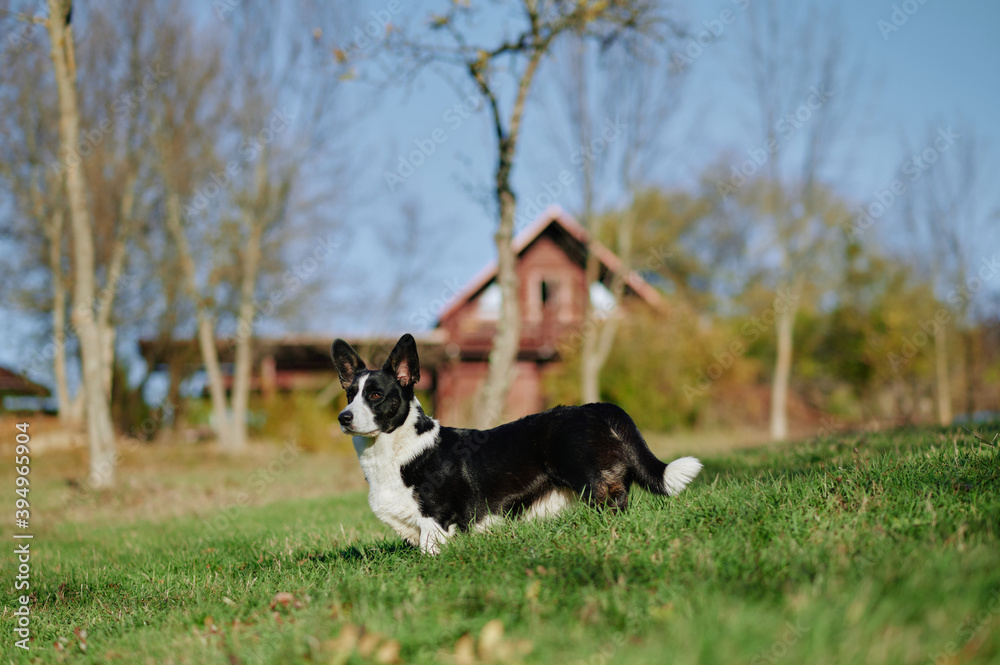Cardigan welsh corgi is standing in the countryside meadow beside the house. Happy breed dog outdoors. Little black and white shepherd dog.