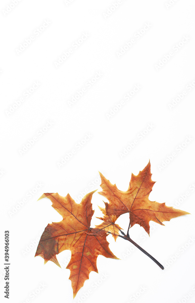 Small maple leaf on white background Small maple leaf on white background