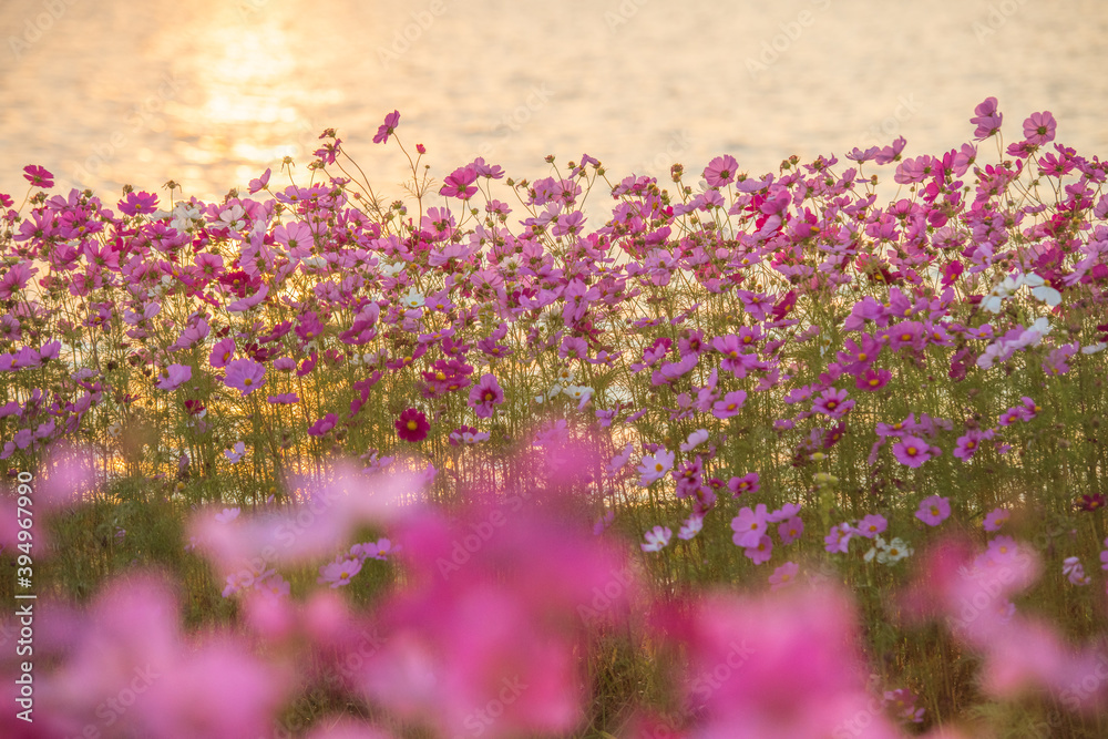 Obraz premium 夕焼け映える綺麗な秋桜