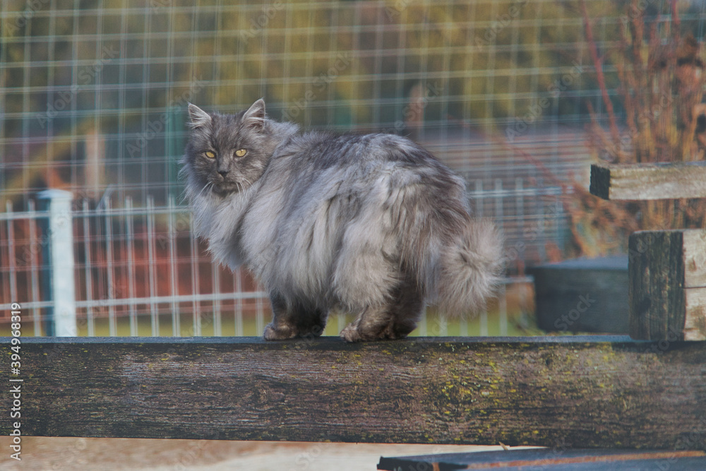 Spike die Türkische Angora Katze mit grauem, silbernen Fell und grünen Augen im Garten Stock