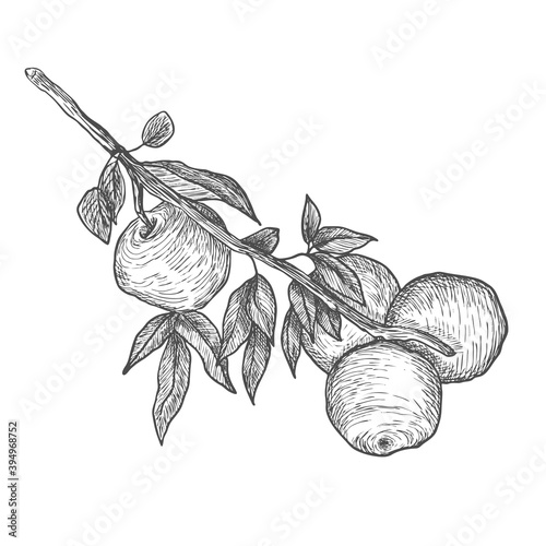 Apple tree branch. Line art, sketch, engraving, line art. Isolated vector illustration.