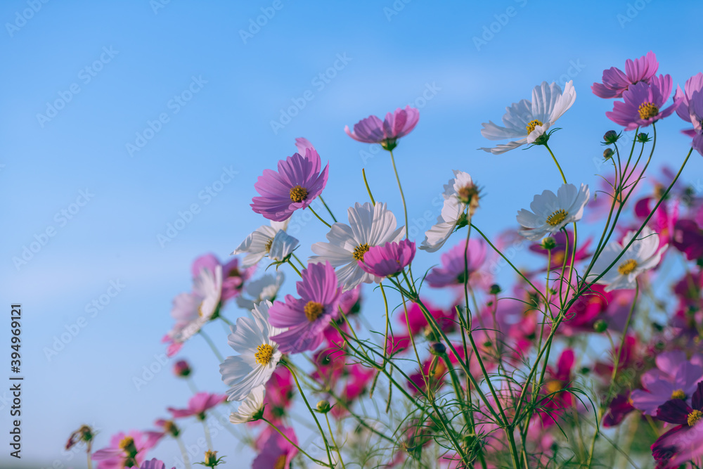 青空の秋晴れに美しく咲く秋桜　(福岡県)
