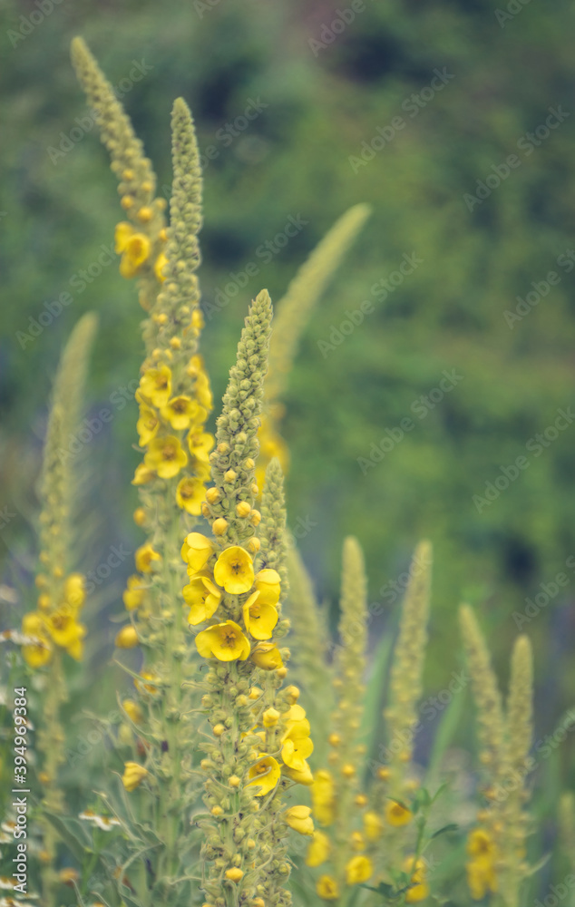 Obraz premium Summer wildflowers and sunny meadow. Postcard for the holiday 