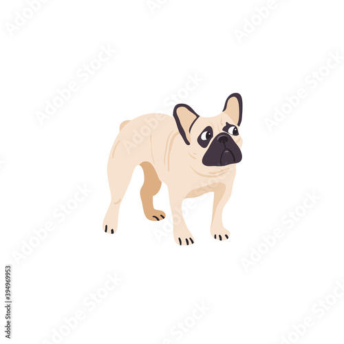 Pug, french bulldog isolated on white  vector illustration. Dog breed design element. Domestic animal in cartoon style.