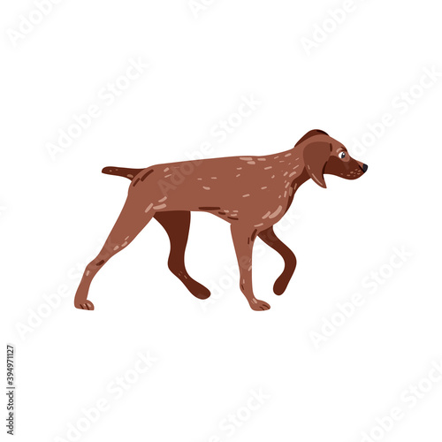 German pointer isolated on white vector illustration. Dog hunting breed design element. Domestic animal in cartoon style.