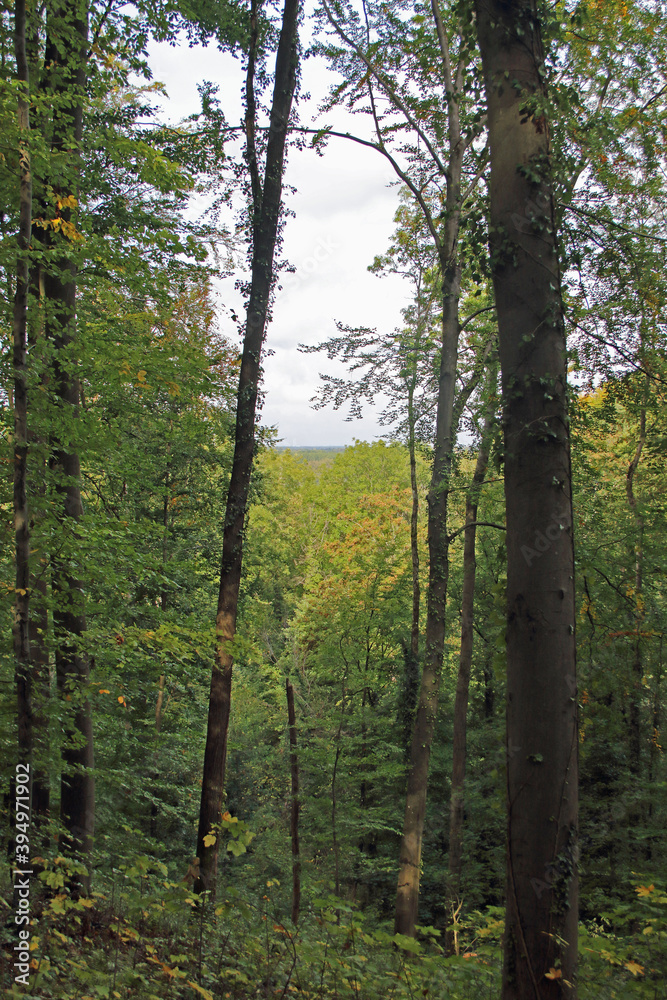 Fototapeta premium Herbststimmung