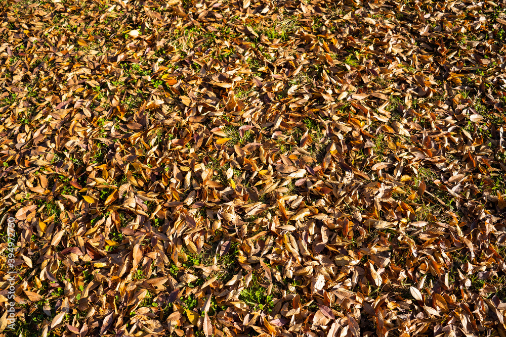 Ground filled with fallen leaves in autumn, Japan Ground filled with fallen leaves in autumn, Japan