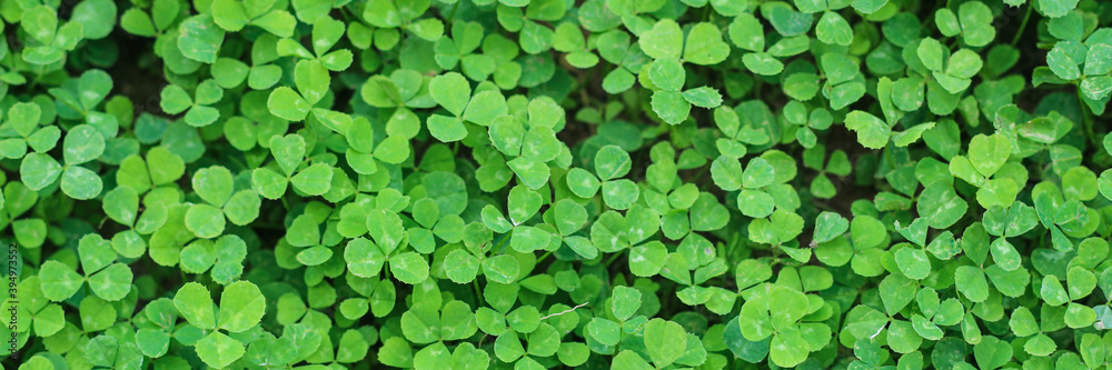 Beautiful background with green clover leaves for Saint Patrick's day. Banner. Copy space. Beautiful background with green clover leaves for Saint Patrick's day. Banner. Copy space.