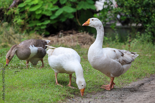 White goose is eatting grass in nature farm garden at thailand