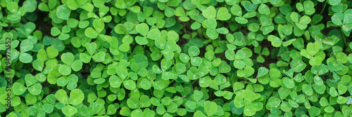 Beautiful background with green clover leaves for Saint Patrick's day. Banner. Copy space.