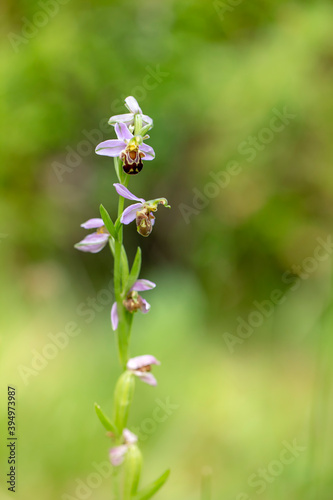 Tableau sur toile Macro Ophrys abeille Ophrys apifera