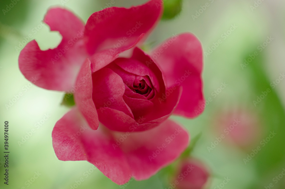 Macro Pivoine Macro Pivoine