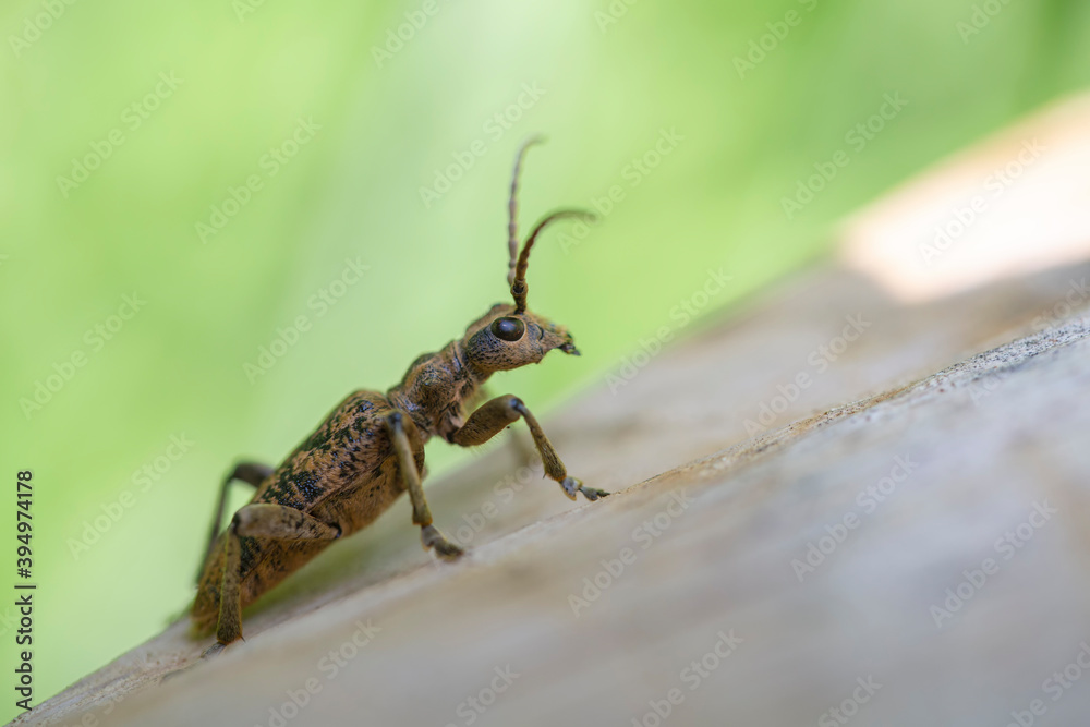 Macro Rhagium inquisitor Macro Rhagium inquisitor