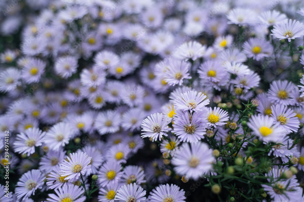 bush of small purple flowers, in the garden, spring flowers, background on the phone wallpaper, texture for design, horizontal photography bush of small purple flowers, in the garden, spring flowers, background on the phone wallpaper, texture for design, horizontal photography