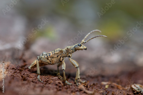 Obraz na plátně Macro Rhagium inquisitor
