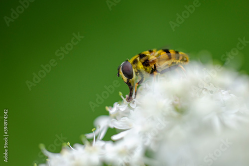 Obraz na plátně Macro Myathropa arborea Eristale des fleurs