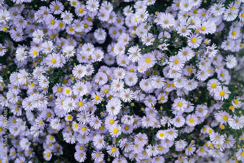 bush of small purple flowers, in the garden, spring flowers, background on the phone wallpaper, texture for design, horizontal photography