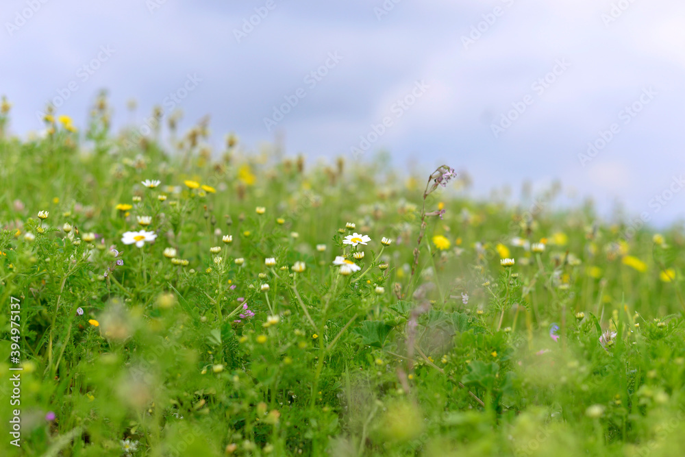 wild flowers in the field, beautiful colorful meadow of wild flowers
