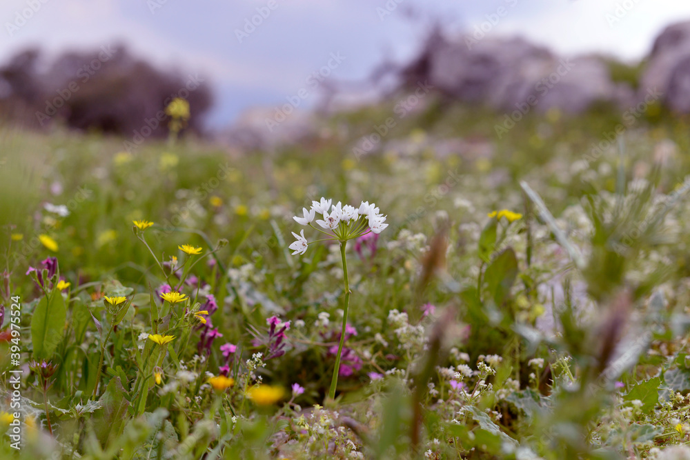Obraz premium wild flowers in the field, beautiful colorful meadow of wild flowers