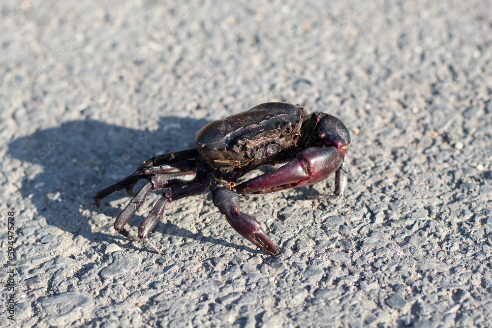 Freshwater crabs that live in rice,Fresh water paving walk on the road, rice field crab can be used as food for rural people. Freshwater crabs that live in rice,Fresh water paving walk on the road, rice field crab can be used as food for rural people.