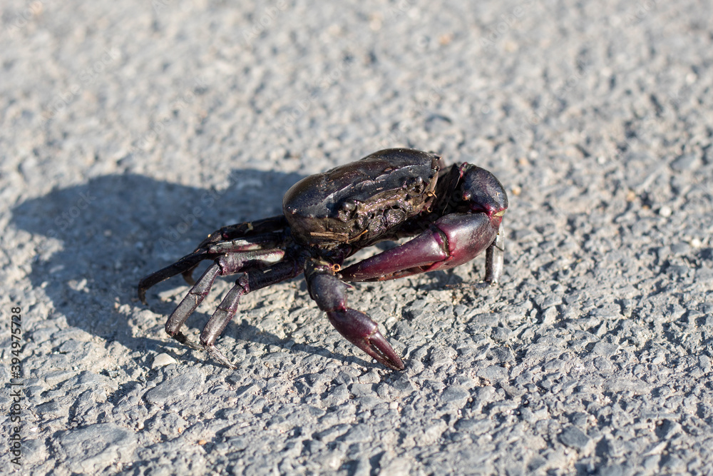 Freshwater crabs that live in rice,Fresh water paving walk on the road, rice field crab can be used as food for rural people.