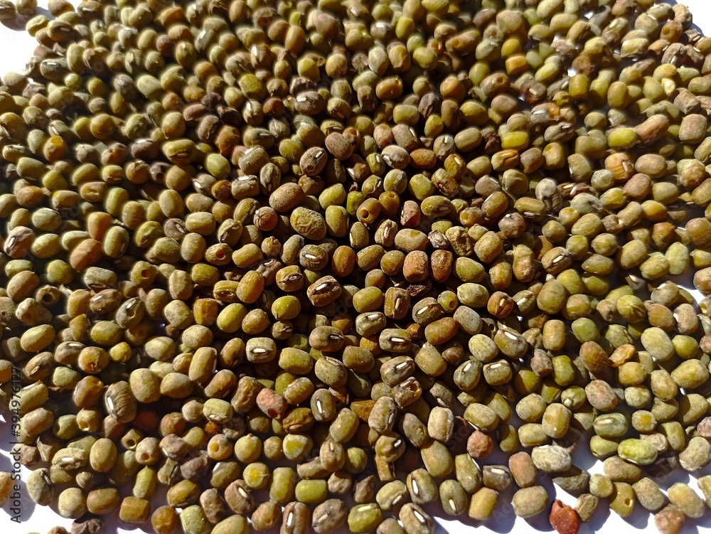 Mung beans, or scientific name Vigna radiata on the background of dried green beans. Protein-rich vegetarian food. Healthy food concept. Mung beans, or scientific name Vigna radiata on the background of dried green beans. Protein-rich vegetarian food. Healthy food concept.