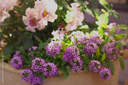 アリッサムと蜂