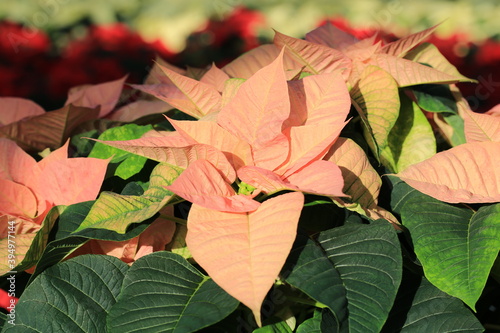 Beautiful blooming Christmas flower in sunny November photo