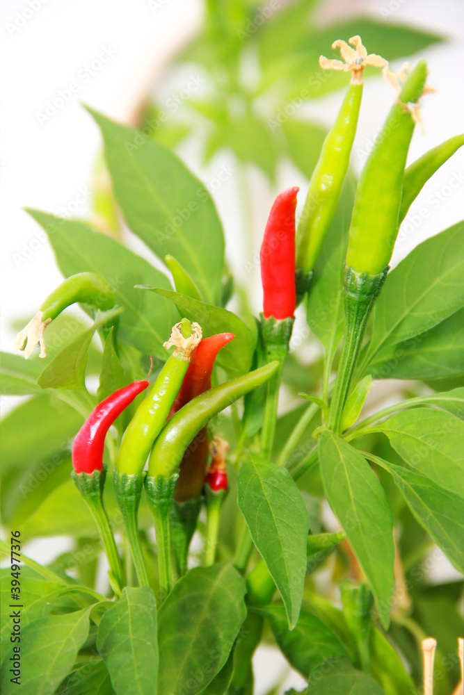 Obraz premium natural green hot peppers in green leaves