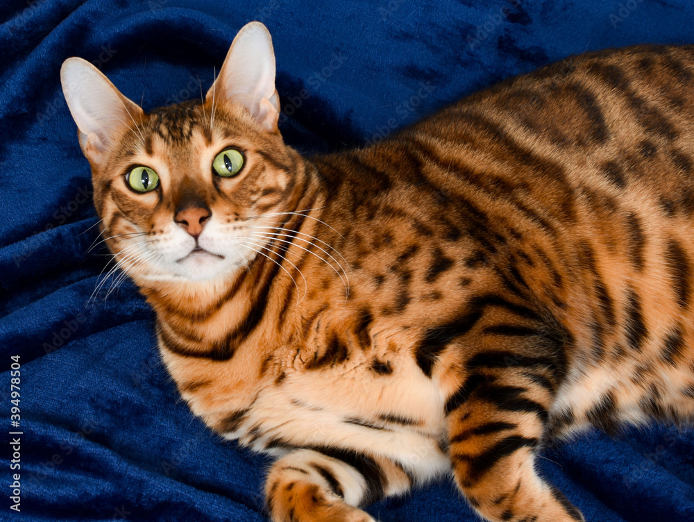 Blue hotsell spotted bengal