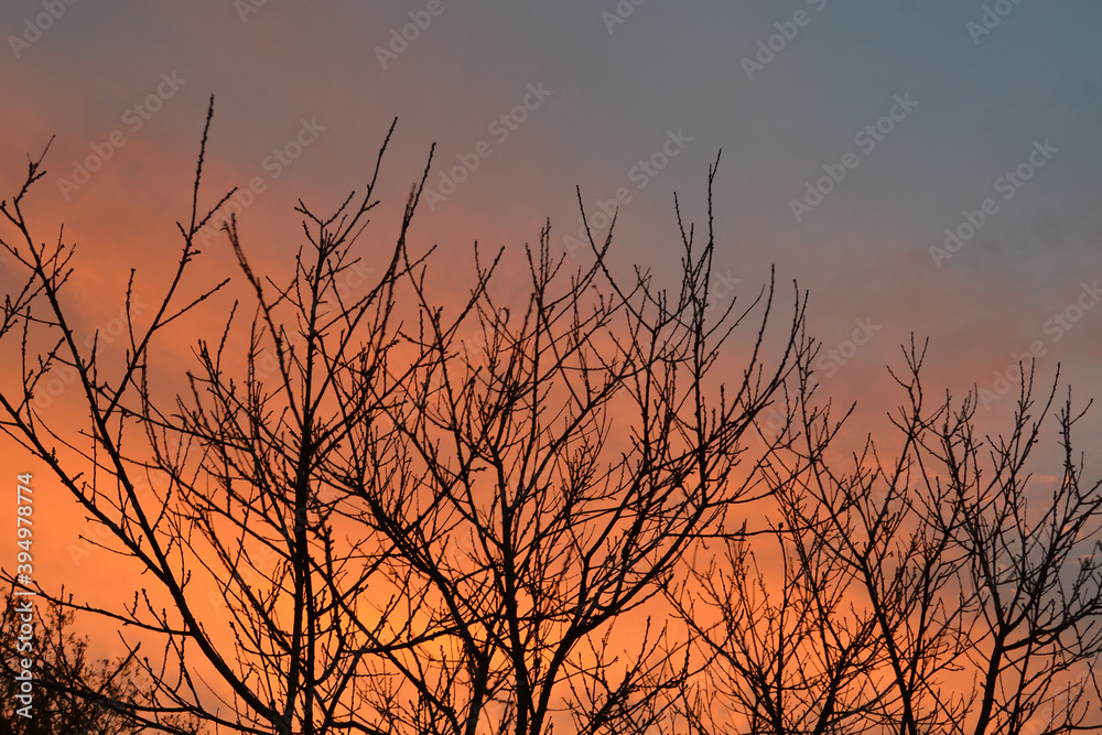 Fototapeta premium Nagie drzewo na tle zmierzchu 