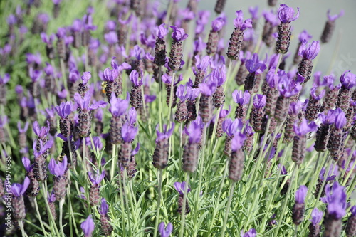 Colorful flowers blooming in nature outdoors.