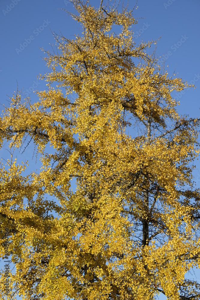 autumn leaves of Ginkgo Biloba in a park of Geneva, Switzerland