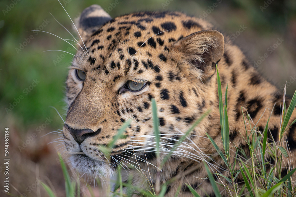 Panthère de l'Amour Panthera pardus orientalis Panthère de l'Amour Panthera pardus orientalis