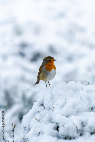 European robin (Erithacus rubecula) on snow - selective focus © beataaldridge