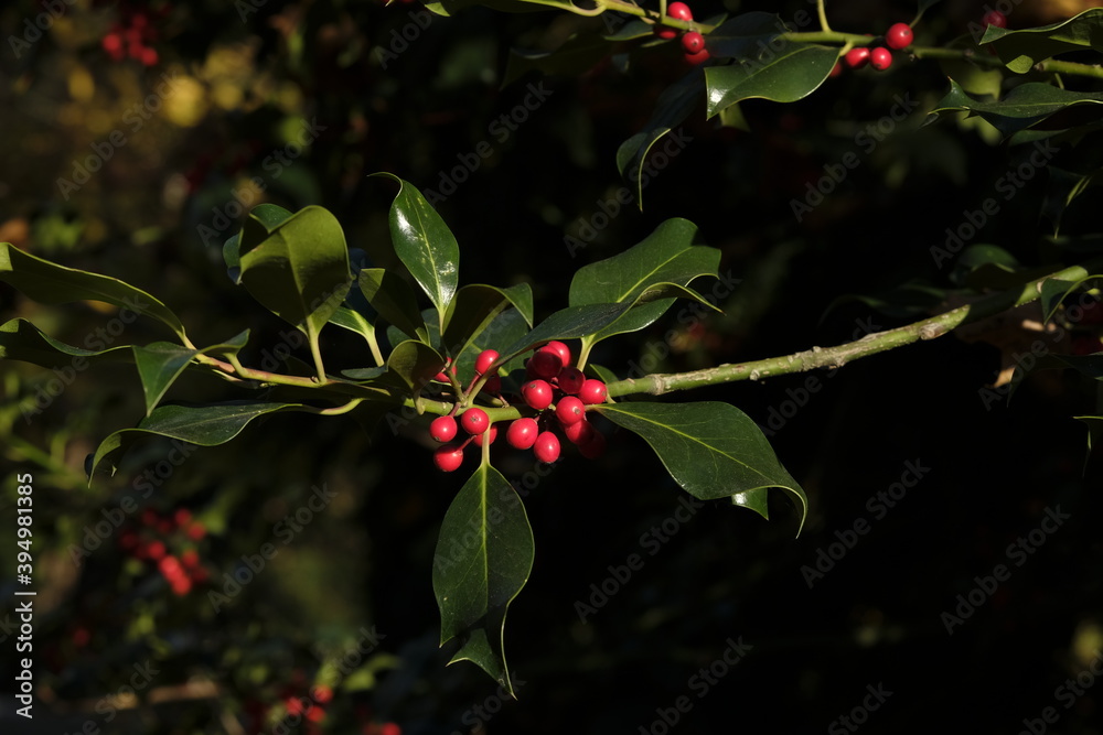 Obraz premium Ilex aquifolium, the holly, or occasionally Christmas holly, in a park of Geneva, Switzerland