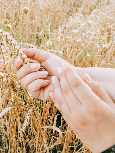 Girl's hands on the background of a wheat field