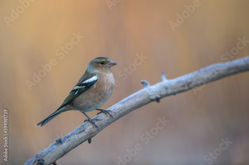 Pinson des arbres Fringilla coelebs