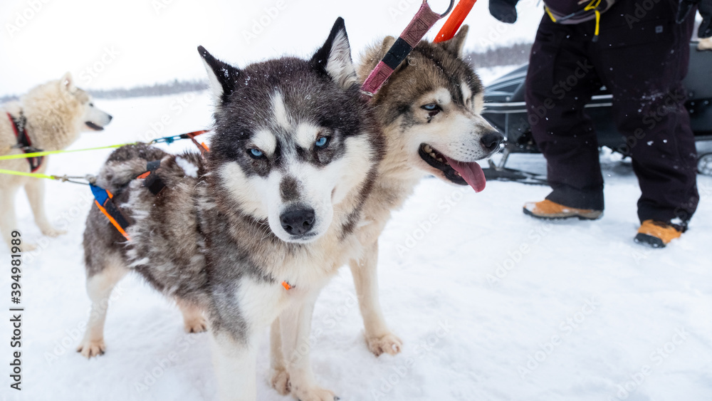 Black Brown dog blue eye Siberian husky sleigh at sled dog in the winter snow close eyes. Concept wildlife pet in the wood enjoy explore with happiness journey outdoor in nature. Black Brown dog blue eye Siberian husky sleigh at sled dog in the winter snow close eyes. Concept wildlife pet in the wood enjoy explore with happiness journey outdoor in nature.